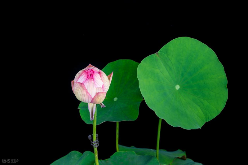 All the way to map the way the bowl is planted