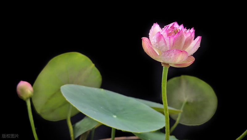 All the way to map the way the bowl is planted