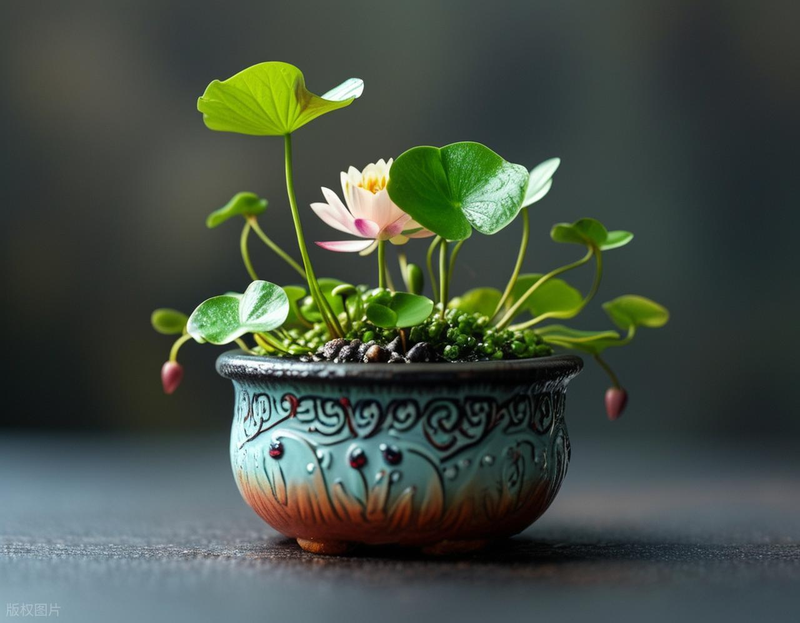 All the way to map the way the bowl is planted