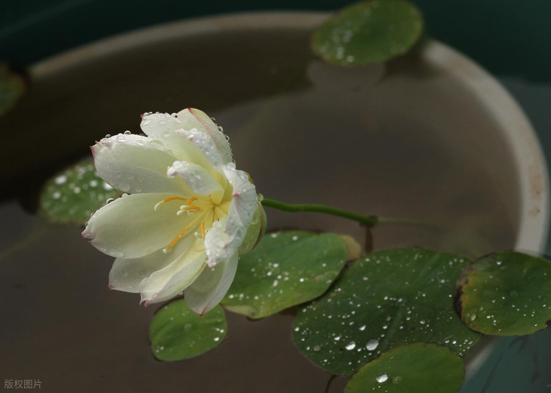 All the way to map the way the bowl is planted