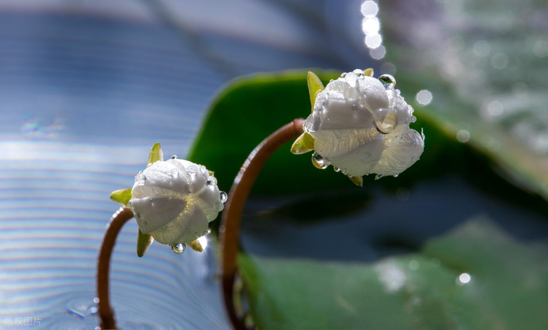 All the way to map the way the bowl is planted