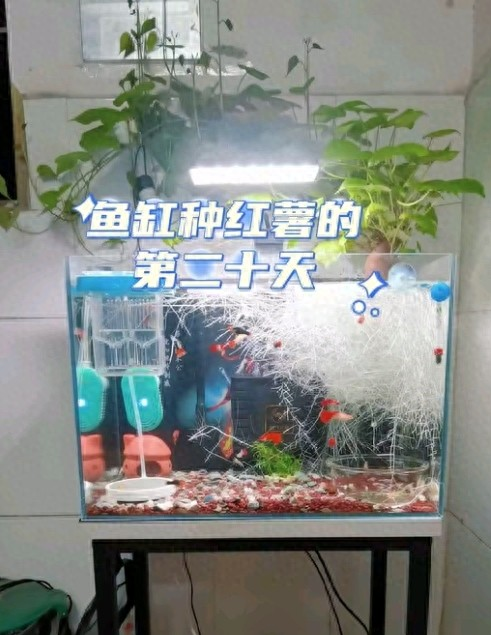 Videos of the technology for growing cabbage above water