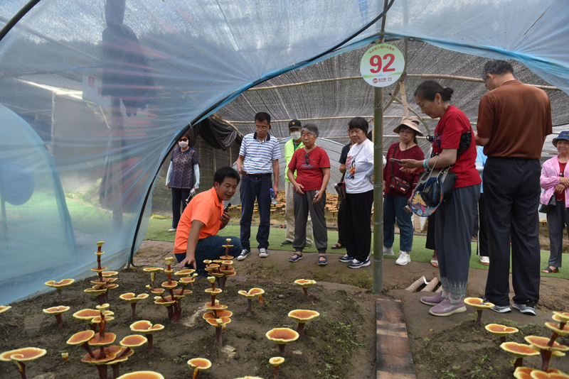 福州食用菌种植技术