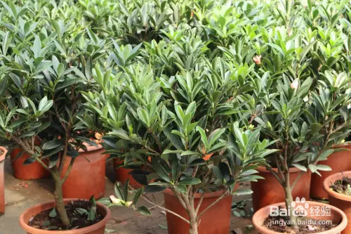 茶花盆栽种植技术视频