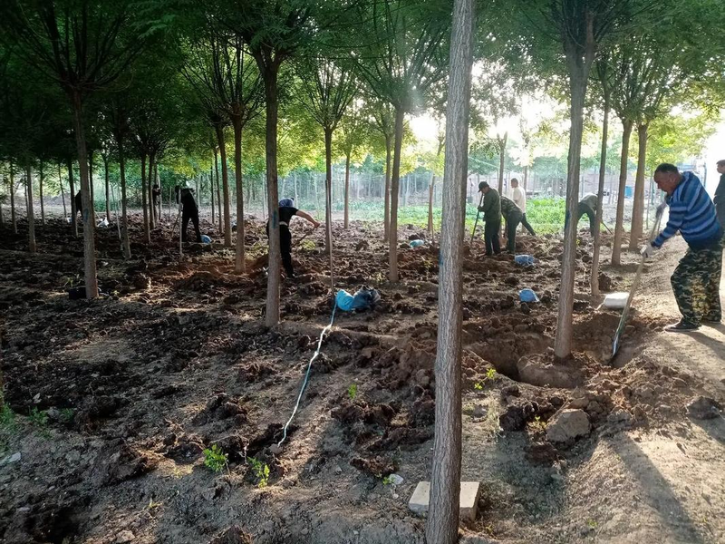 National seedling planting techniques