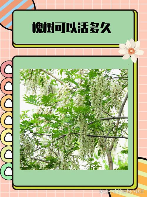 National seedling planting techniques