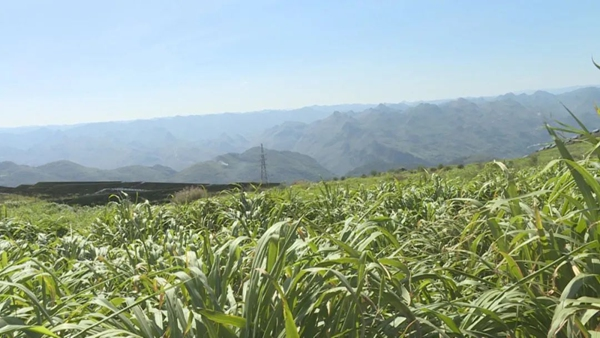 A video on the technology of mackerel