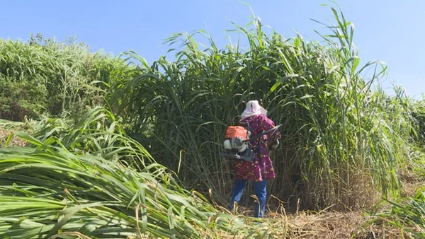 A video on the technology of mackerel