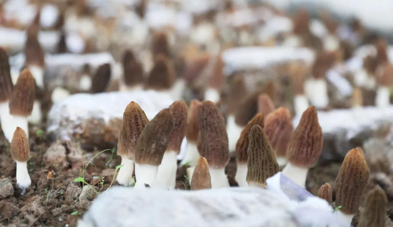 福州食用菌种植技术