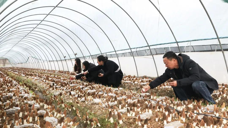 福州食用菌种植技术