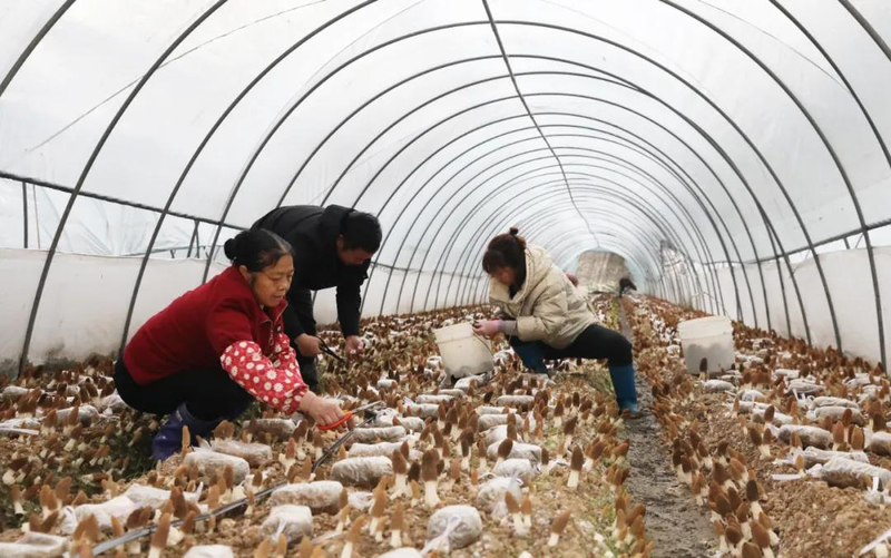 福州食用菌种植技术