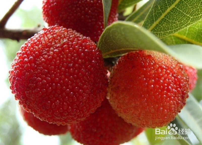 The technique of growing yang mei tree