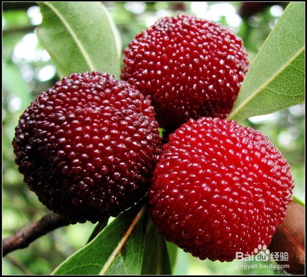 The technique of growing yang mei tree