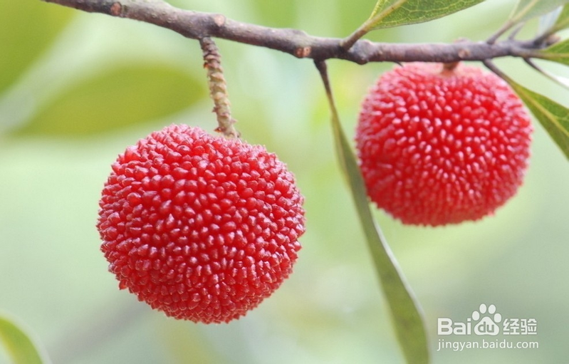 The technique of growing yang mei tree