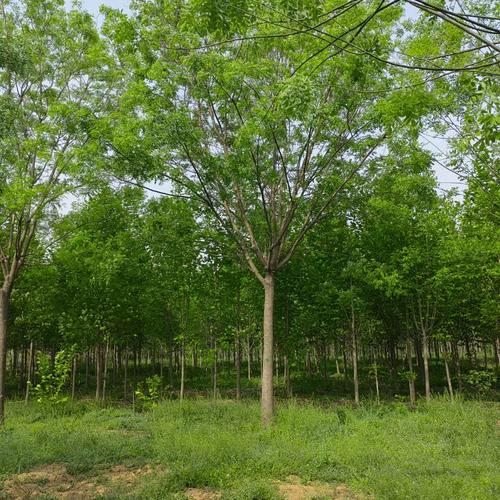 国槐树苗种植技术