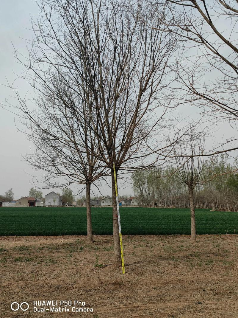 国槐树苗种植技术