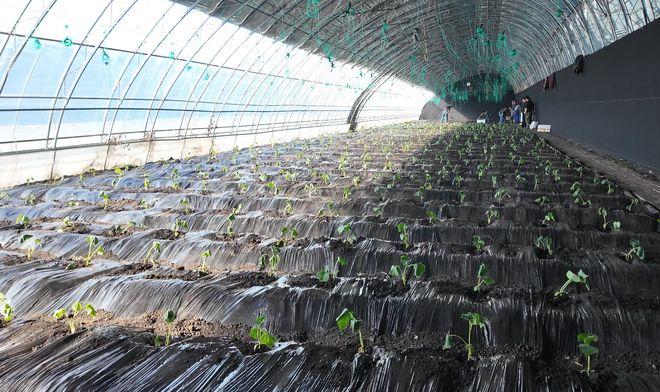Strawberry tomato cultivation technology