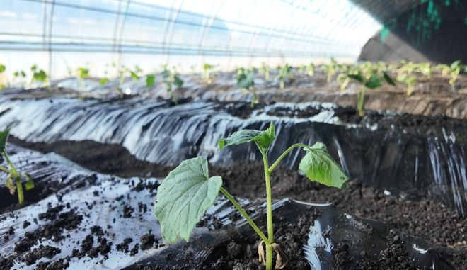 Strawberry tomato cultivation technology
