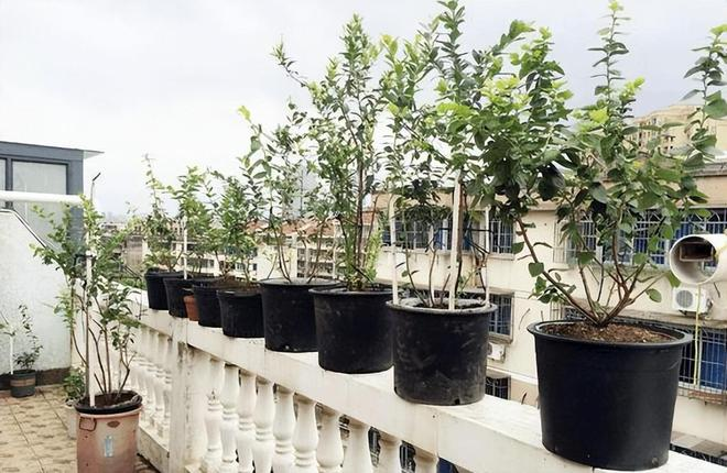 Family blueberry seed growing techniques