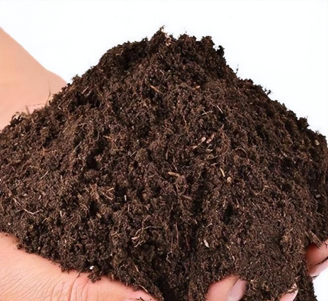 Family blueberry seed growing techniques