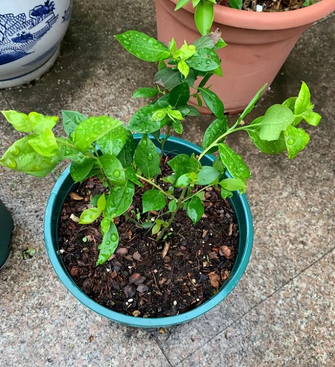 Family blueberry seed growing techniques