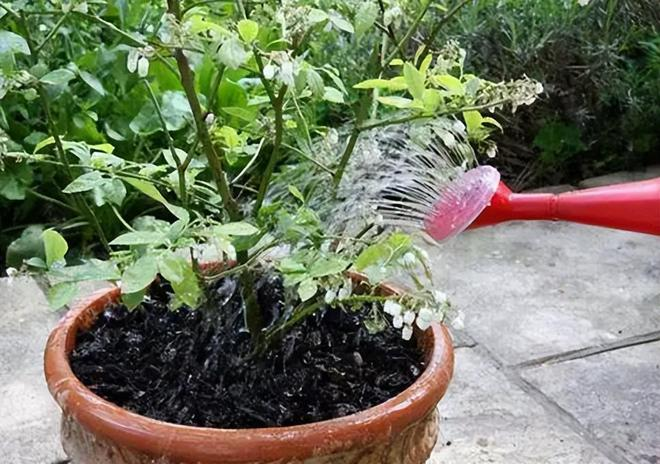 Family blueberry seed growing techniques
