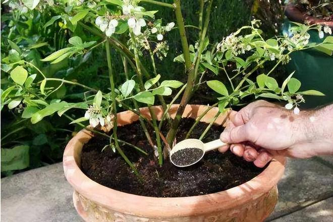 Family blueberry seed growing techniques