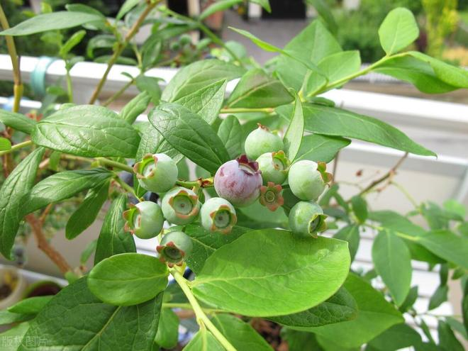 Family blueberry seed growing techniques