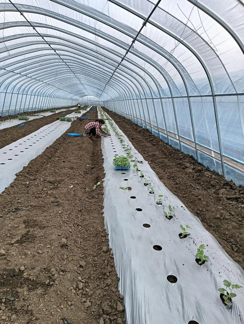 西瓜苗种植技术视频露天