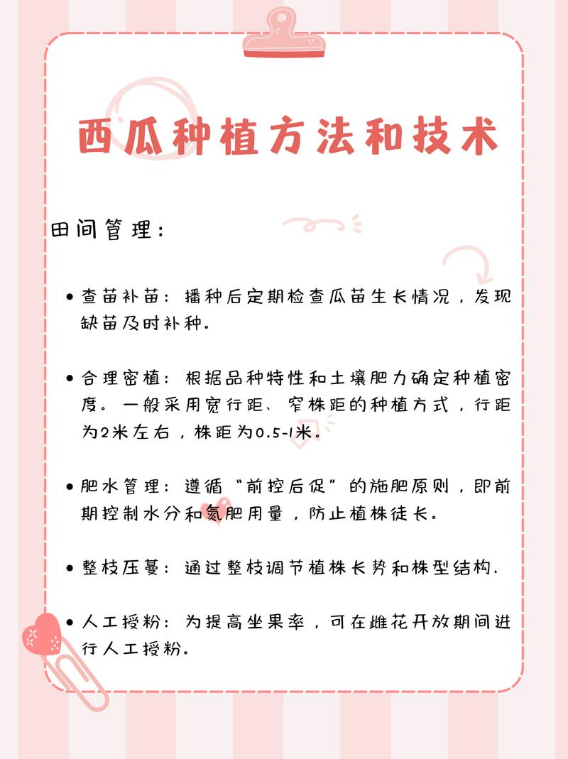 西瓜苗种植技术视频露天