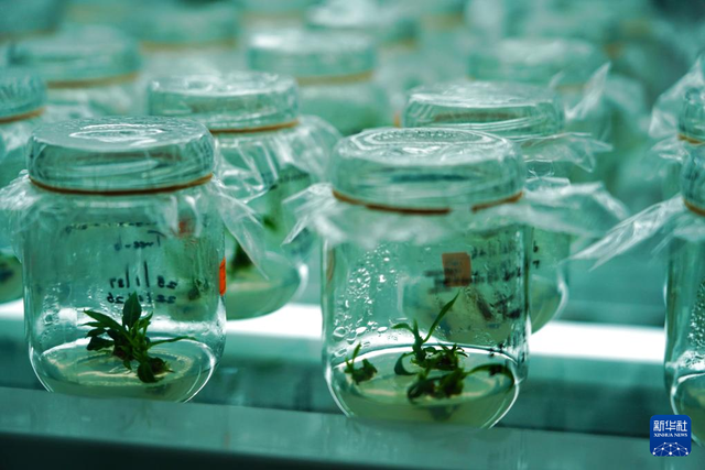 香蕉的种植技术与管理