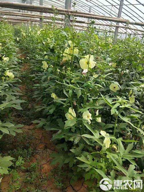 老人葵种植方法