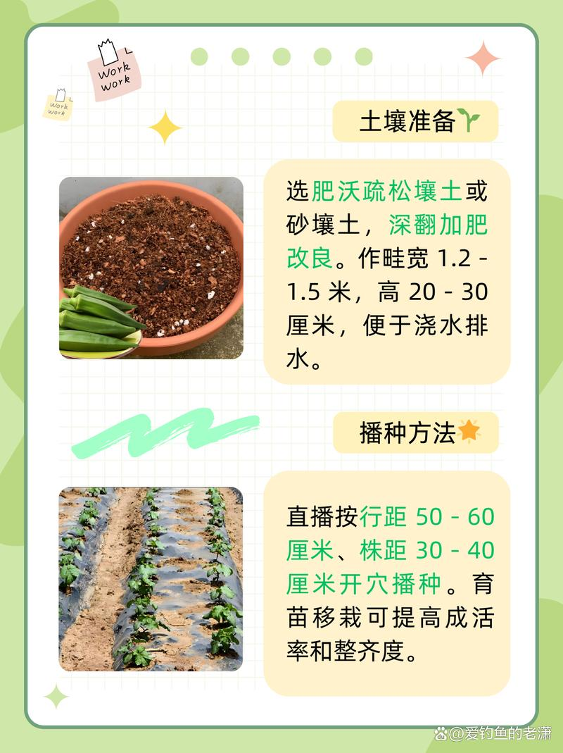 老人葵种植方法