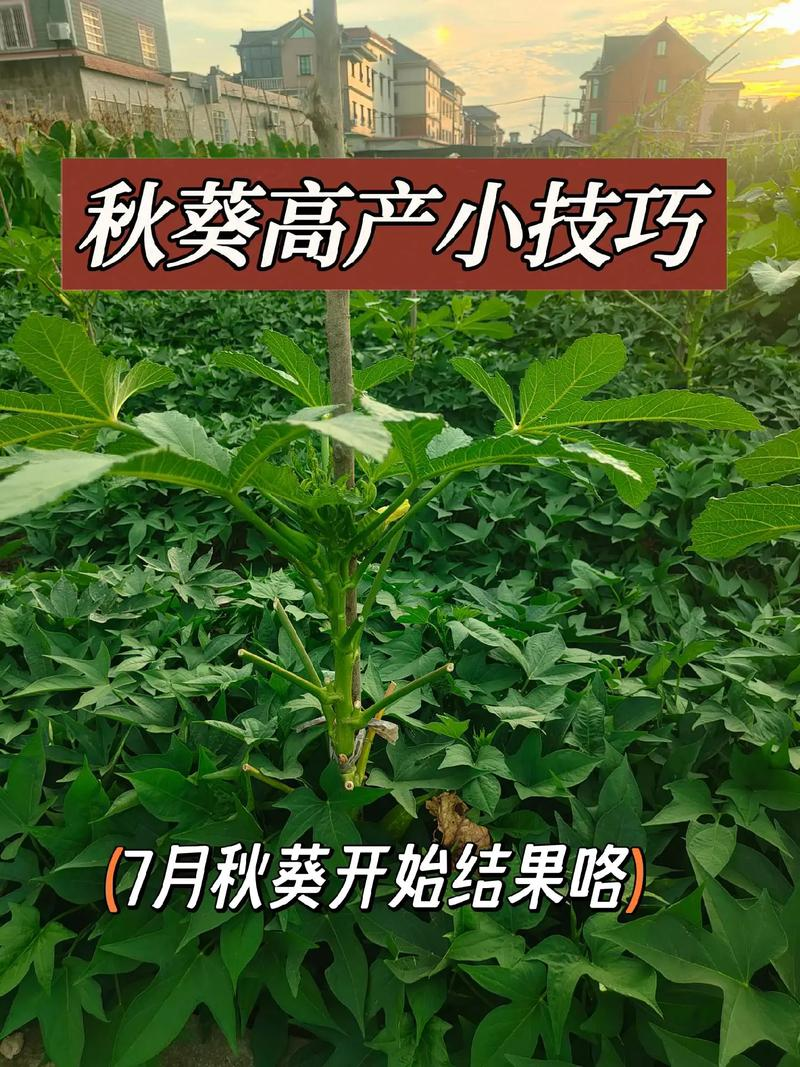 老人葵种植方法