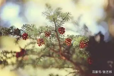 如何进行seo关键词