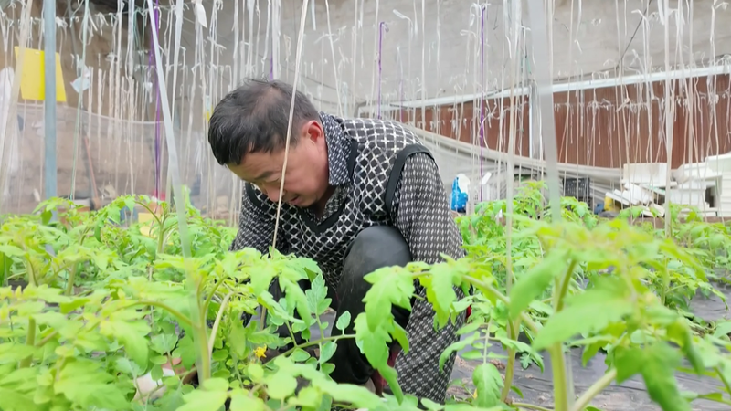 草莓西红柿种植技术