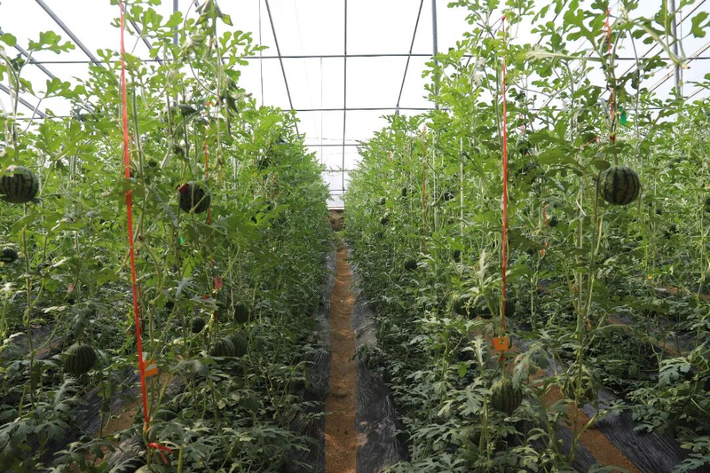 草莓西红柿种植技术