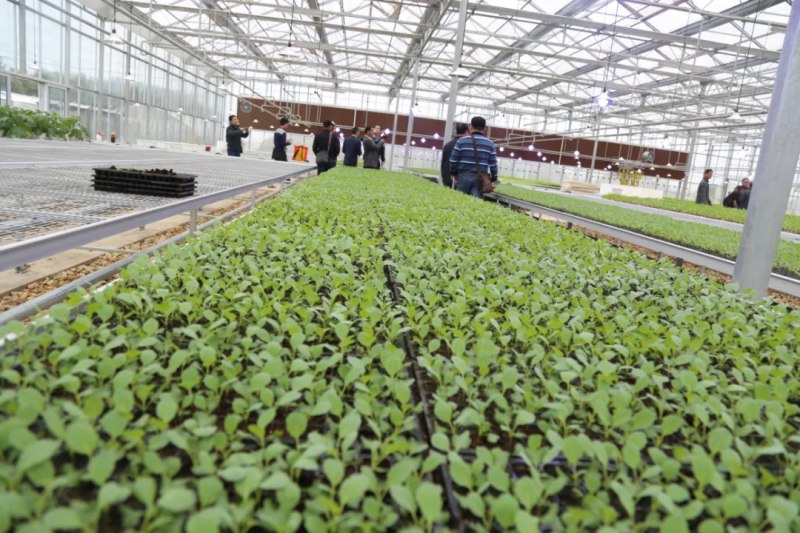 菜花的种植方法和时间