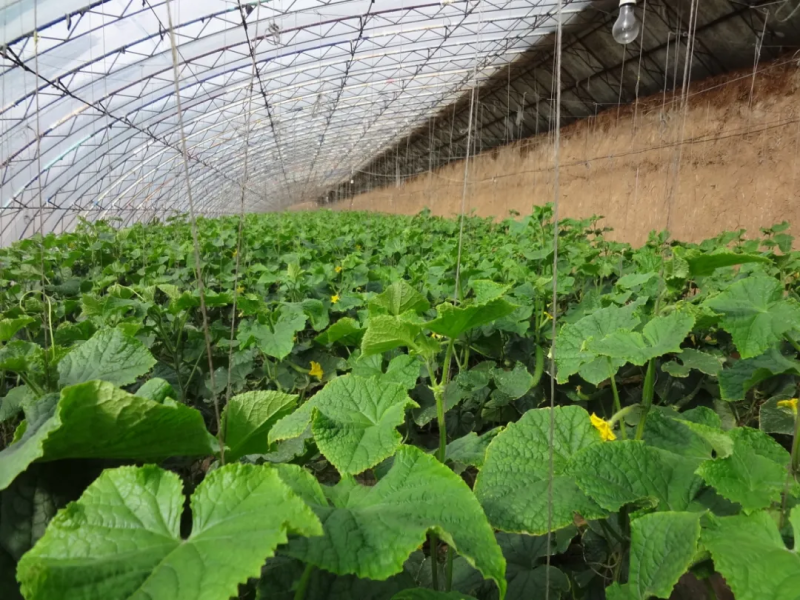 菜花的种植方法和时间
