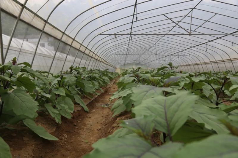 菜花的种植方法和时间