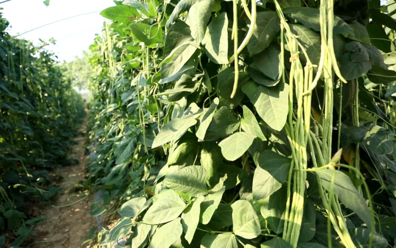 菜花的种植方法和时间