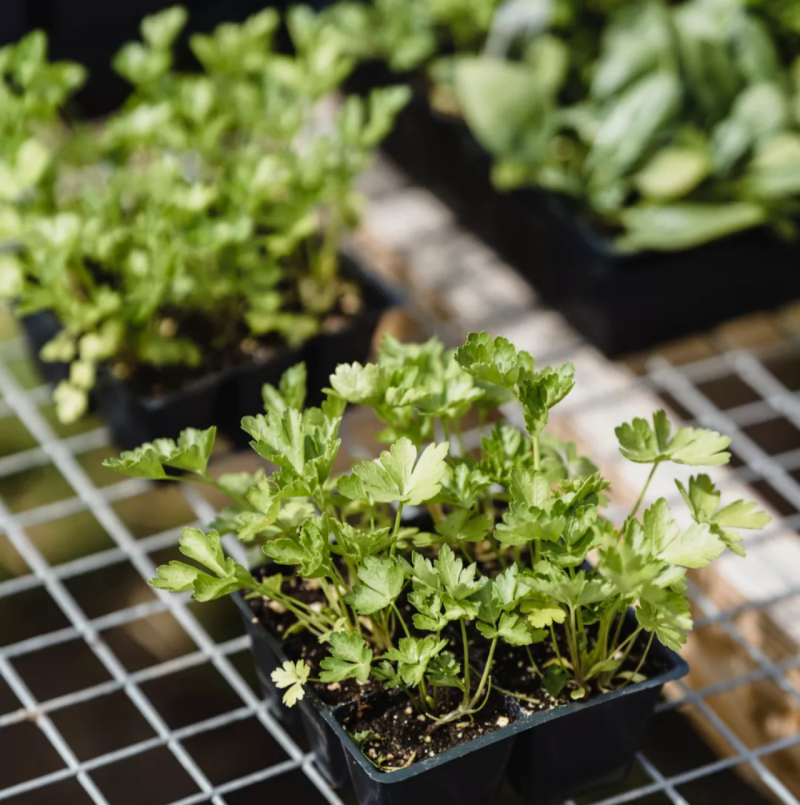 菜花的种植方法和时间