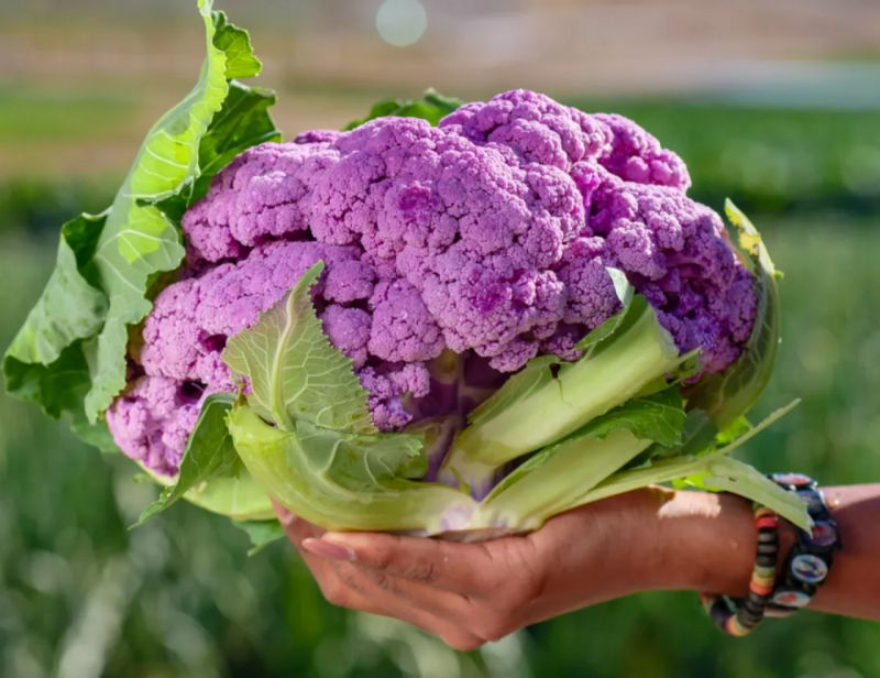 菜花的种植方法和时间