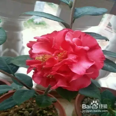 A video on the technology of tea potting