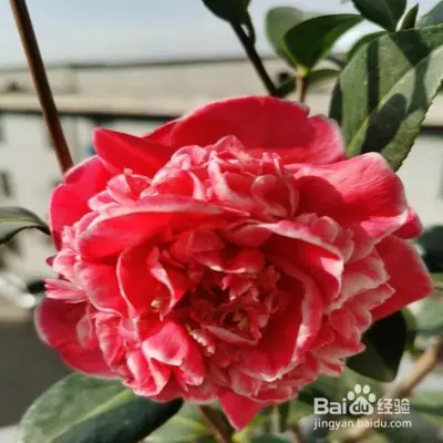 A video on the technology of tea potting