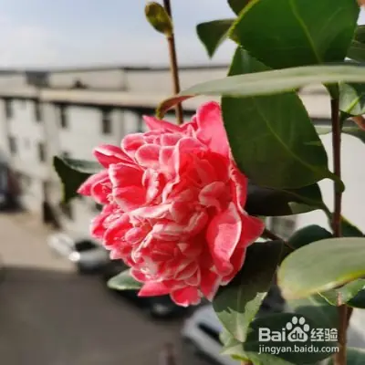 A video on the technology of tea potting