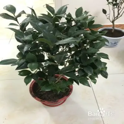 A video on the technology of tea potting