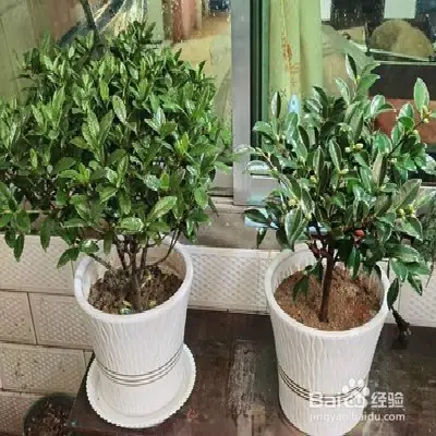 A video on the technology of tea potting