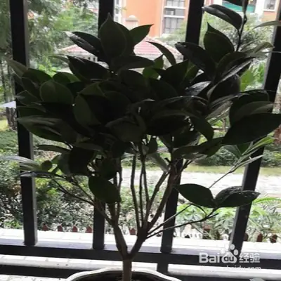 A video on the technology of tea potting