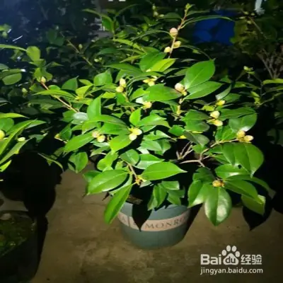 A video on the technology of tea potting